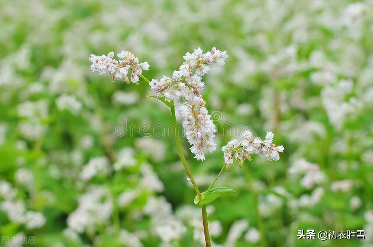 晚春花信之麦花诗词八首：梅豆小，麦花妍，麦花开到菜花园