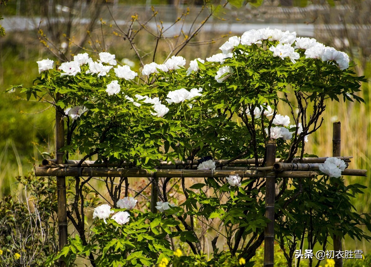 晚春牡丹花美诗9首：万户千车看牡丹，花开时节动京城