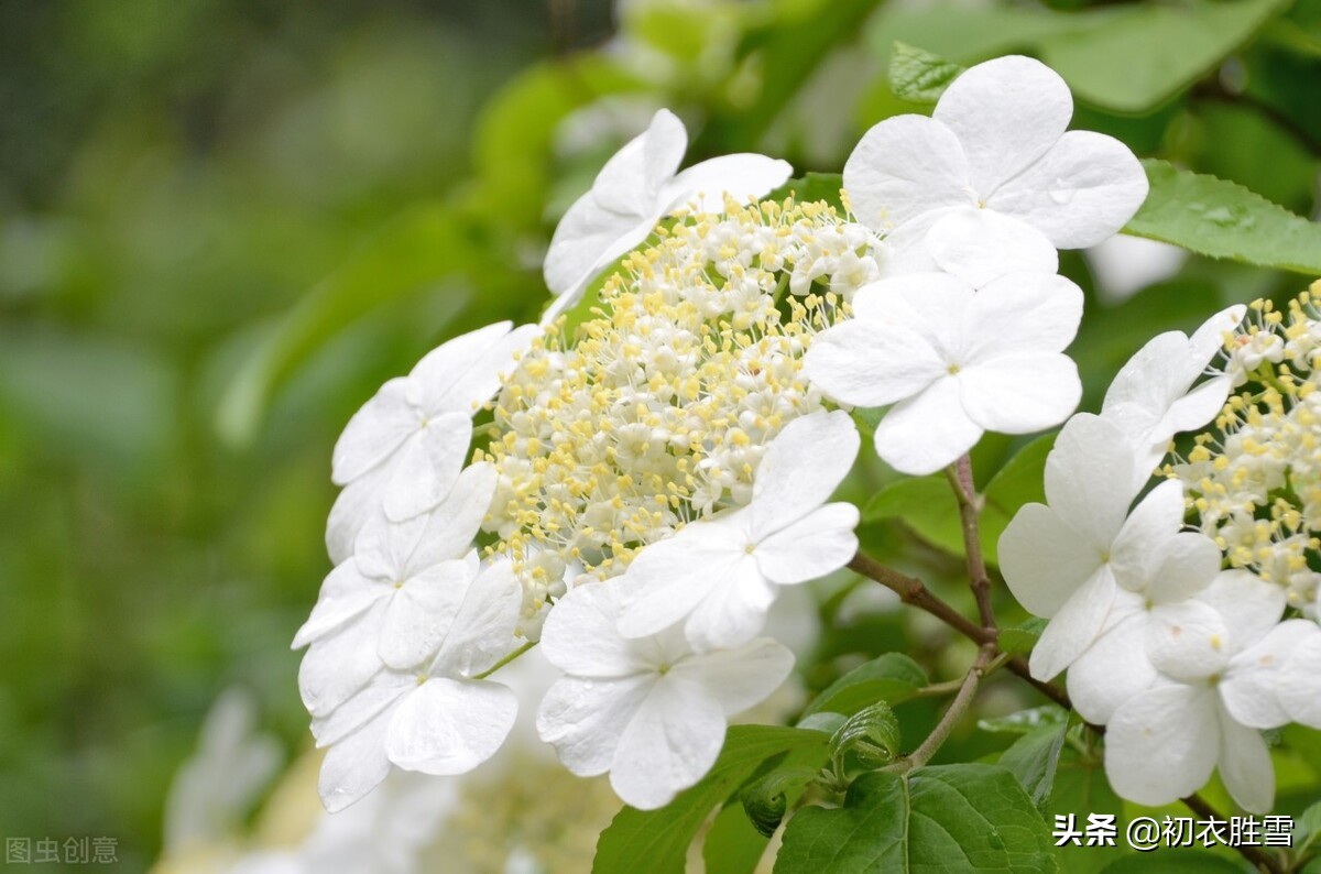 诗词六首探寻晚春琼花：琼花观里琼花树，天地中间第一花