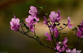 晚春踯躅花诗词六首：五度溪头踯躅红，踯躅花开红照水