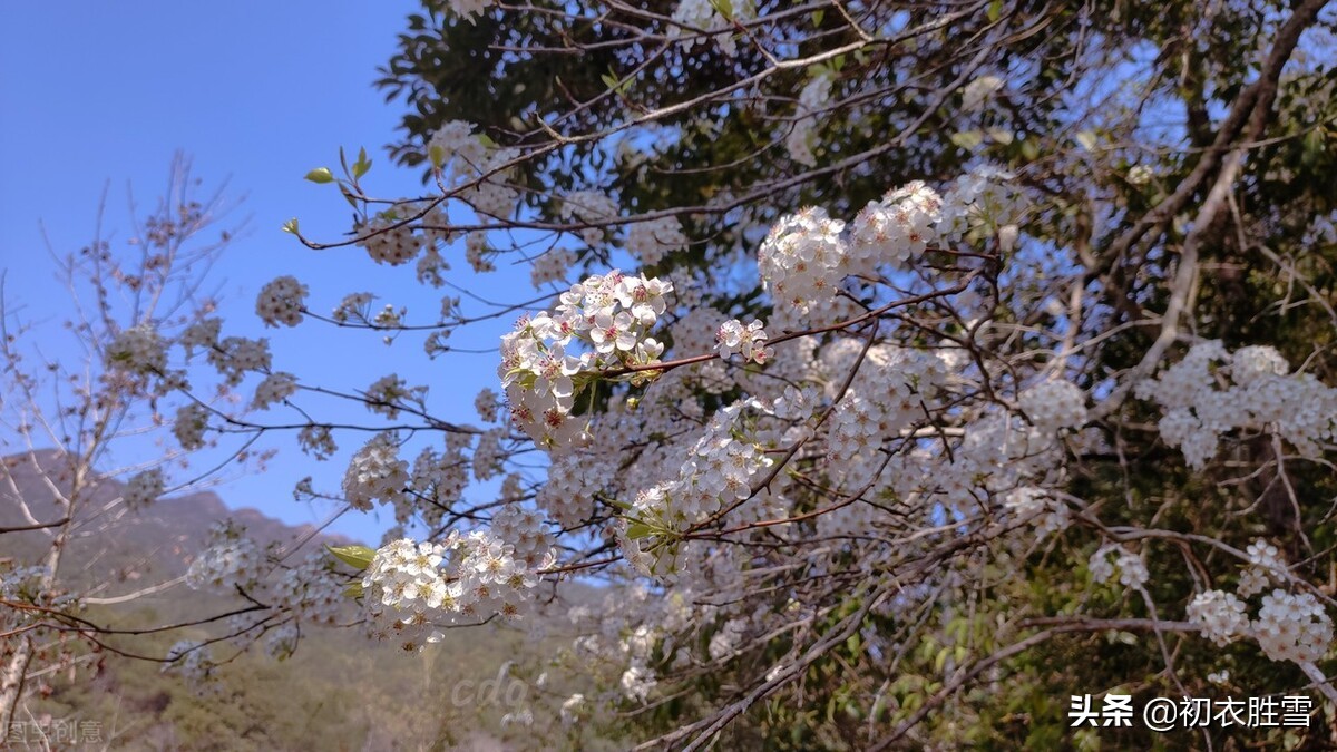 烟花三月美诗六首赏读：三月烟花低草树，烟花三月下扬州