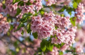 晚春高美明快楸花美诗八首：楸树高花欲插天，看吐高花万万层