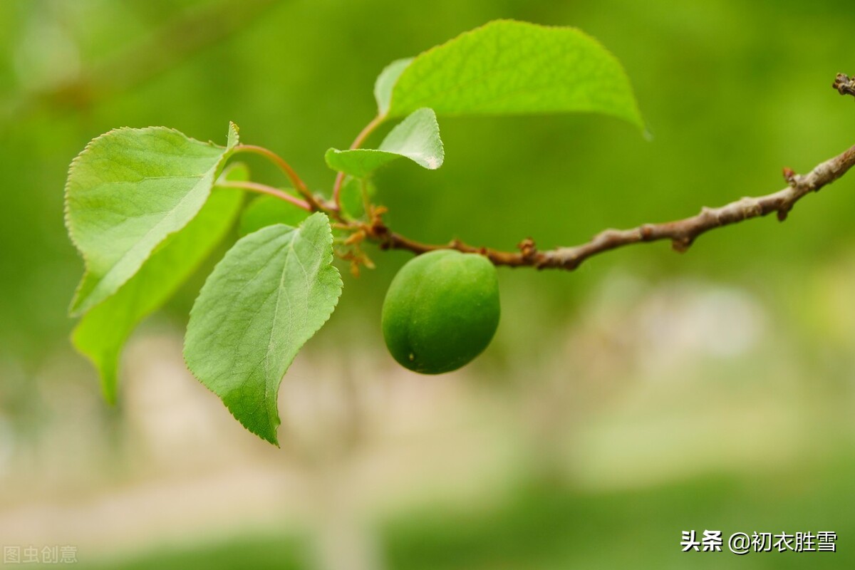 王国维《蝶恋花》赏读：郎似梅花侬似叶