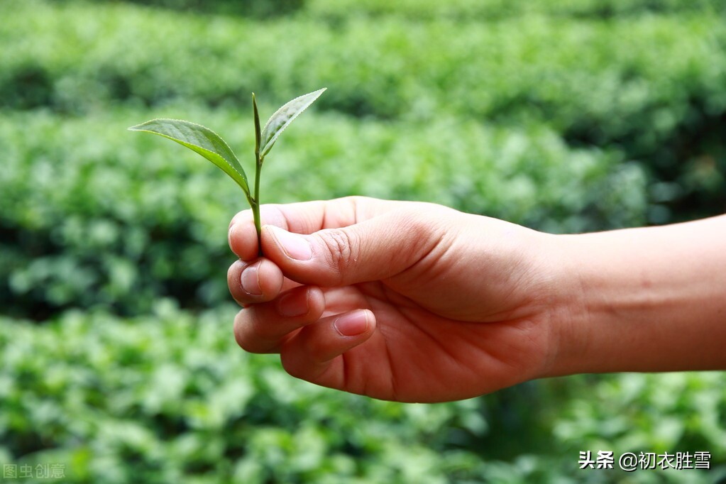 谷雨节气谷雨茶美诗六首：谷雨晴时正摘茶，茶户初收谷雨芽