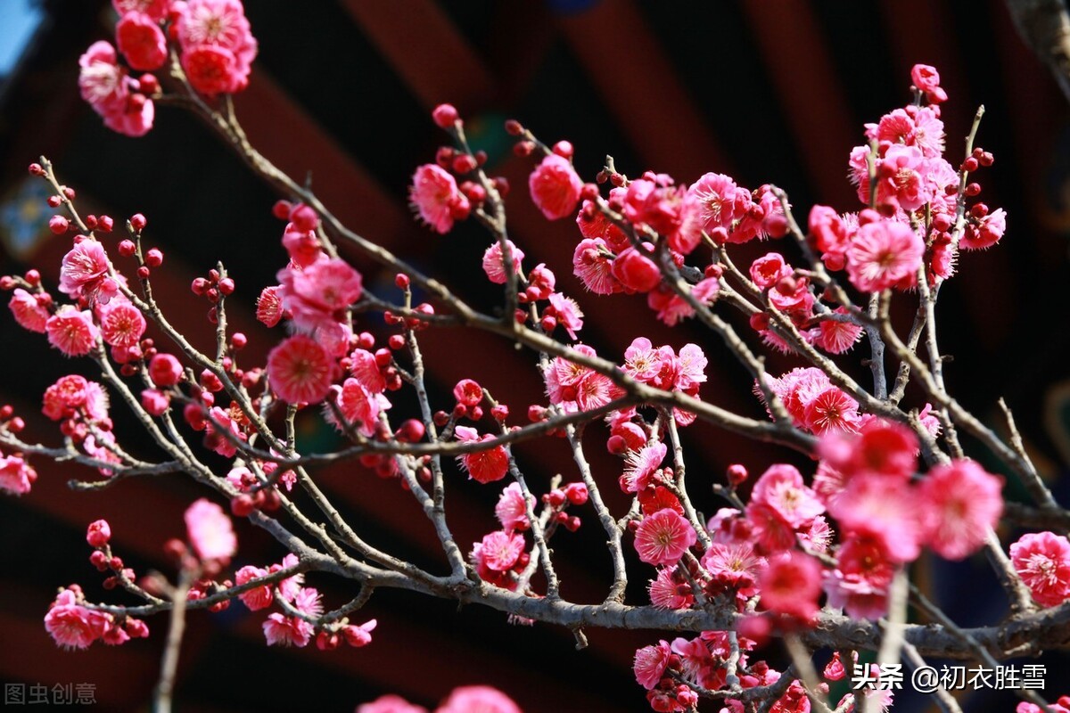 王国维《蝶恋花》赏读：郎似梅花侬似叶