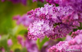 晚春丁香美诗六首：紫花何太媚，香沉烟雨寒，丁香从小结