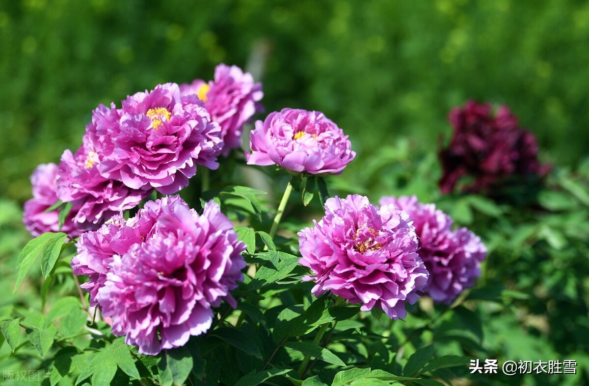 晚春牡丹花美诗9首：万户千车看牡丹，花开时节动京城