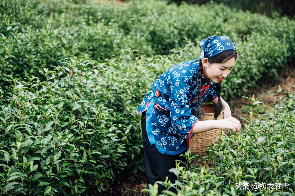 谷雨节气谷雨茶美诗六首：谷雨晴时正摘茶，茶户初收谷雨芽