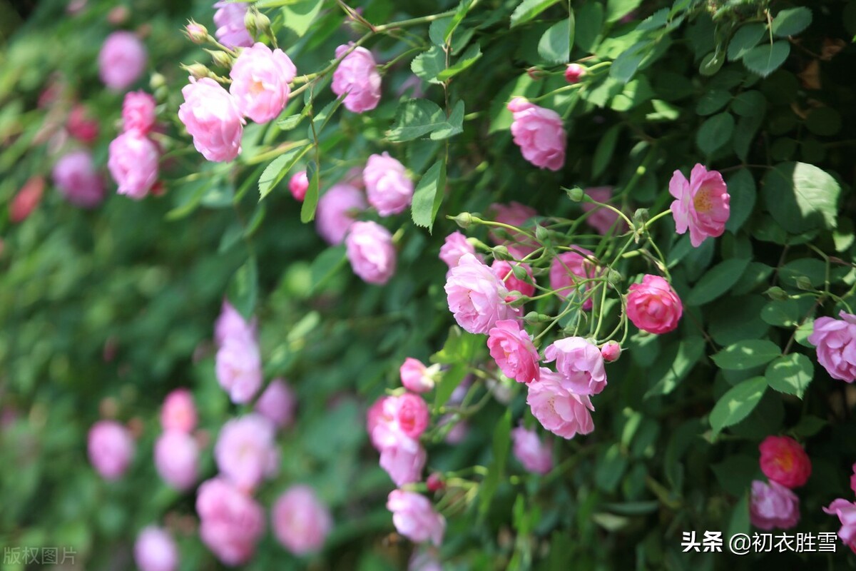 杜牧蔷薇花两首，蔷薇花谢即归来，解读他和歌女张好好的蔷薇爱情