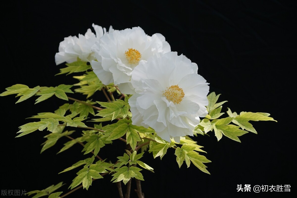 晚春牡丹花美诗9首：万户千车看牡丹，花开时节动京城