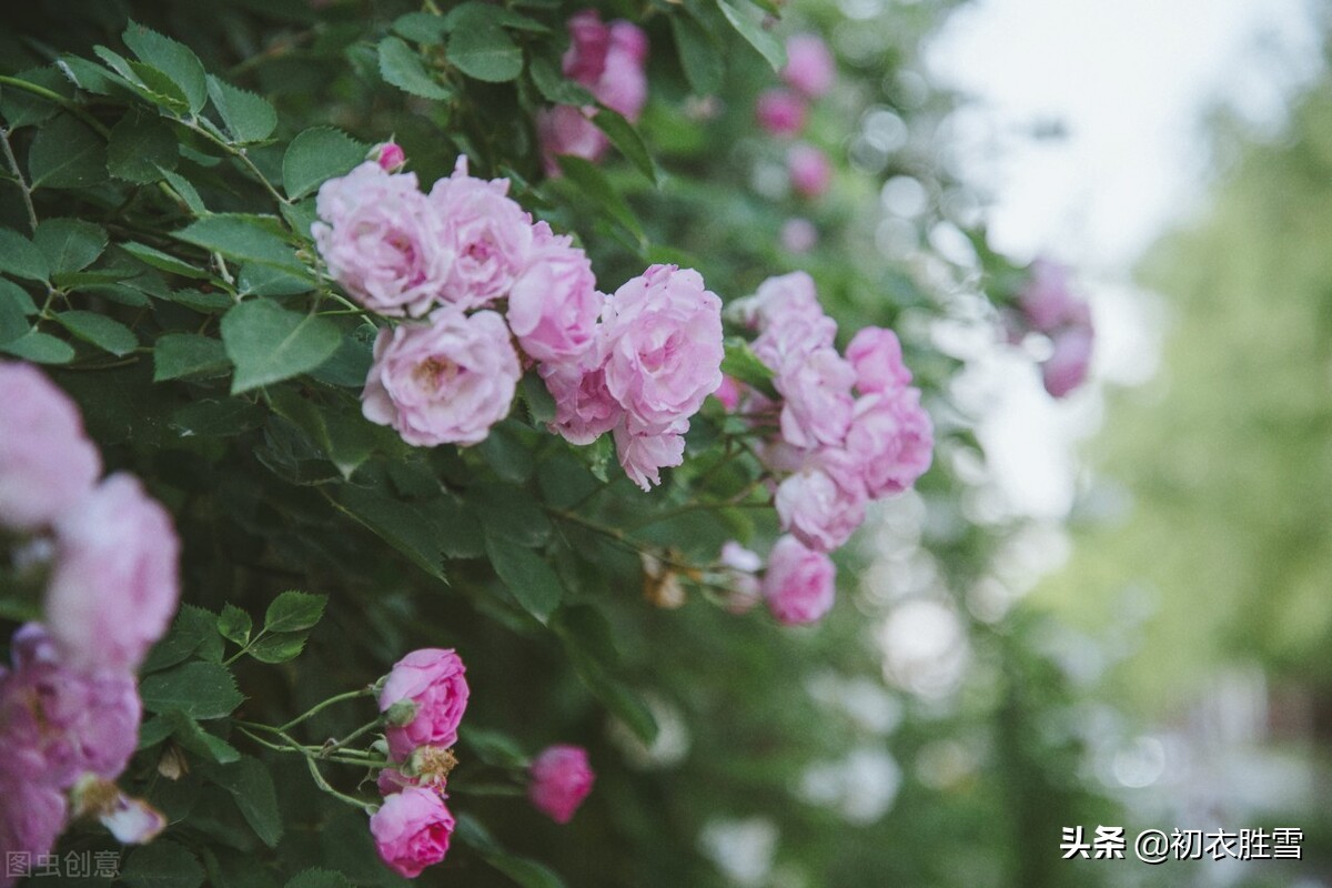 暮春三月明丽绝句五首：春风三月正花好，满架蔷薇带露鲜