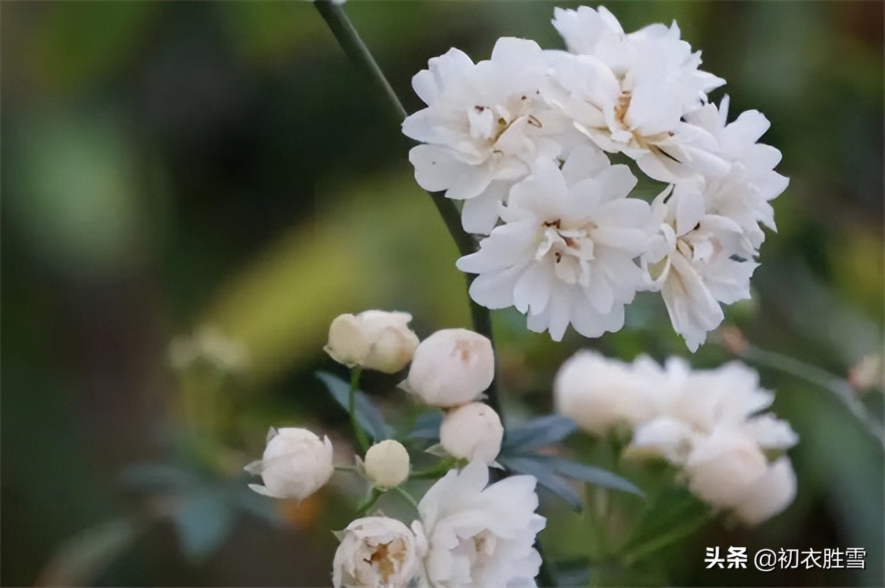 晚春花信荼蘼8首：睡荼蘼抓住裙衩线，为什么形容荼蘼，用睡字？