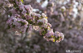 烟花三月美诗六首赏读：三月烟花低草树，烟花三月下扬州