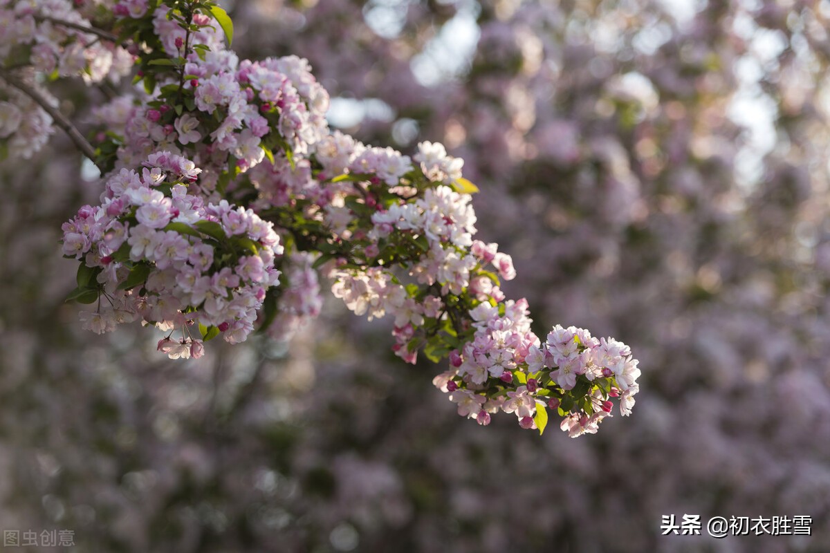 烟花三月美诗六首赏读：三月烟花低草树，烟花三月下扬州