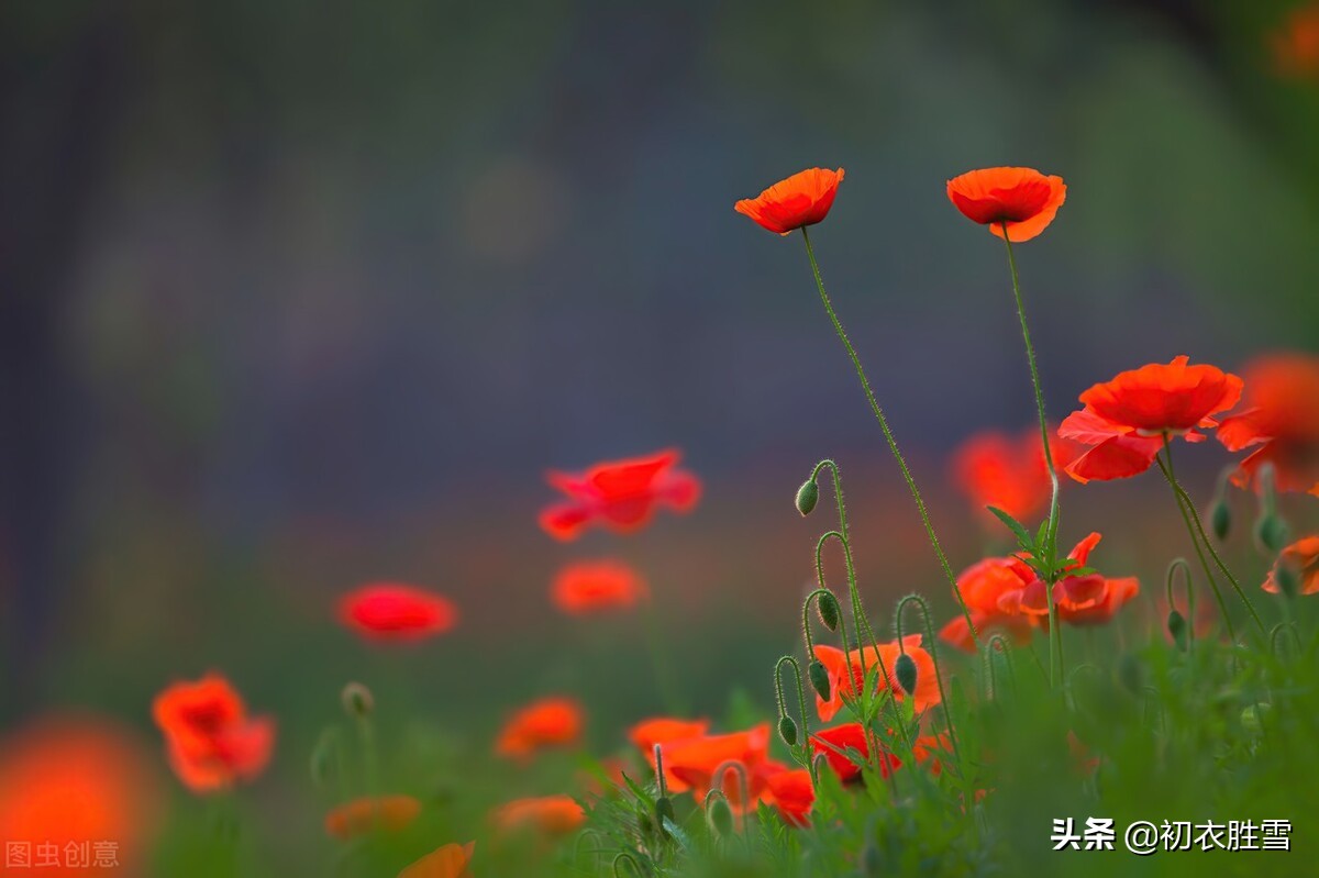 辛弃疾虞美人花两首：至今草木忆英雄，便舞春风