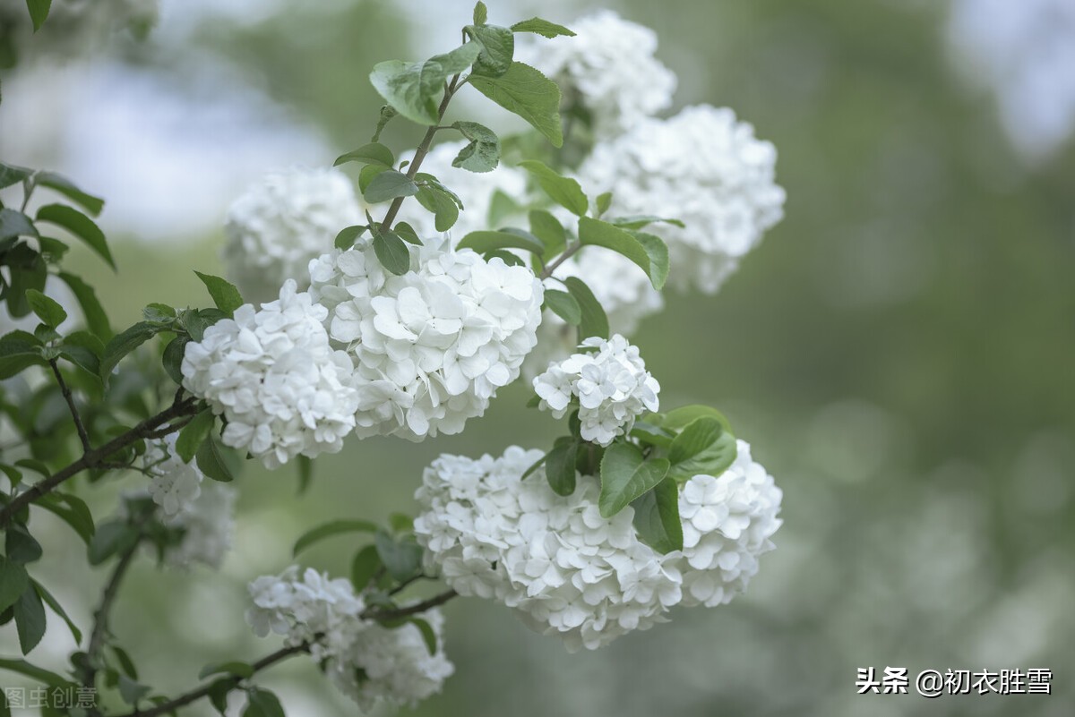 诗词六首探寻晚春琼花：琼花观里琼花树，天地中间第一花