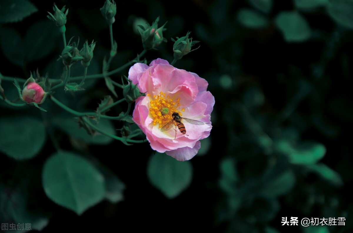 清新春雨蔷薇绝句六首：烂漫红英带雨羞，过雨蔷薇万点红