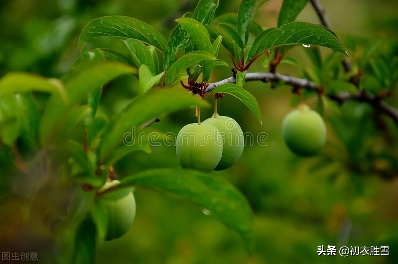 王国维《蝶恋花》赏读：郎似梅花侬似叶