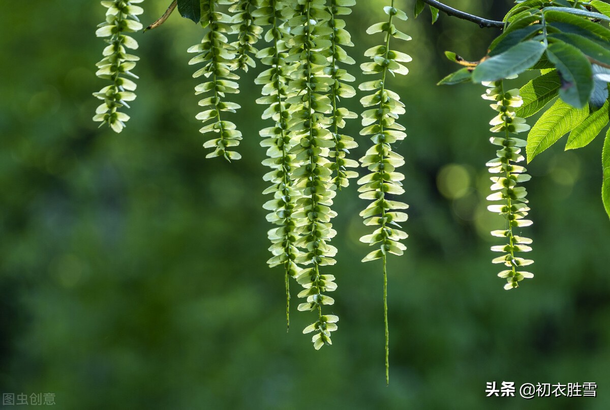 晚春枫杨古诗六首：榉柳枝枝弱，榉柳侵帘绿