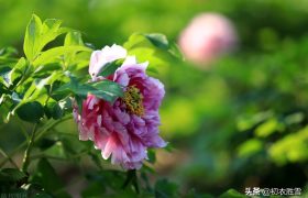 晚春牡丹花美诗9首：万户千车看牡丹，花开时节动京城