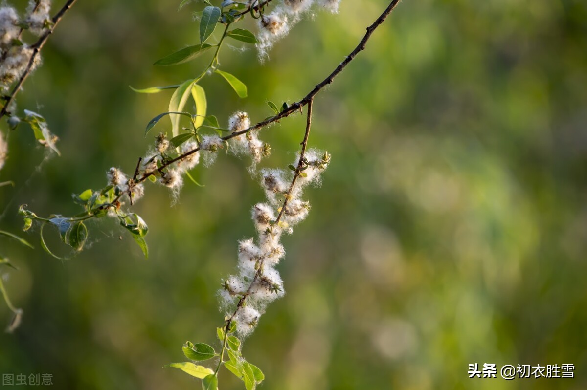 晚春花信之柳花七首：柳老春深日又斜，寻逐春风捉柳花