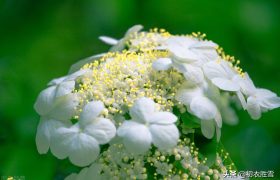 诗词六首探寻晚春琼花：琼花观里琼花树，天地中间第一花