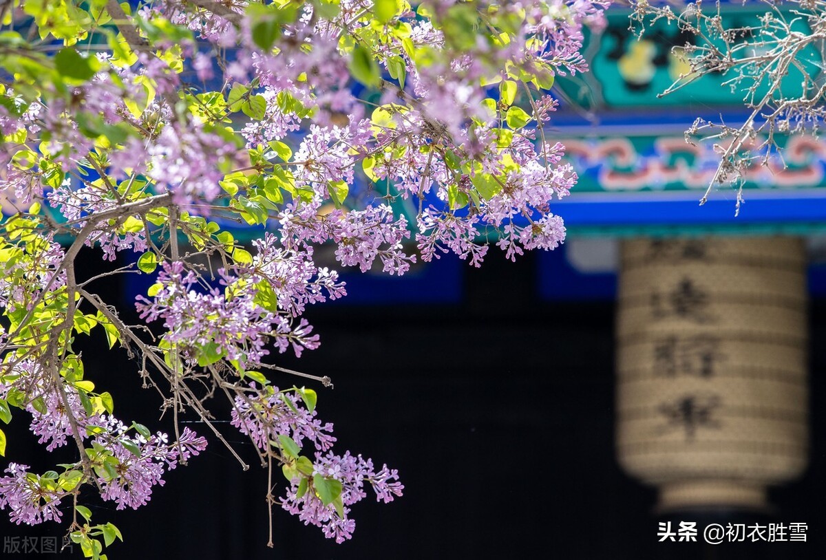 南唐李璟一首《山花子》写青鸟丁香，绮丽大气忧伤，超过李商隐