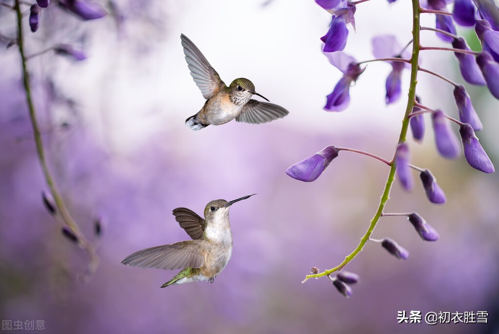 晚春紫藤花唯美唐诗四首：盛绩春光识紫藤