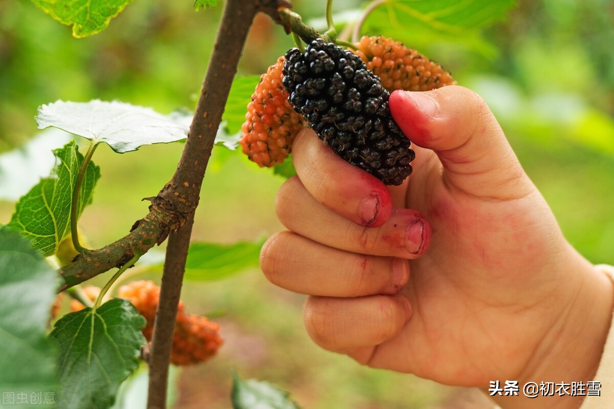 早夏桑葚古诗六首：黄栗留鸣桑葚美，桑葚垂红似荔枝