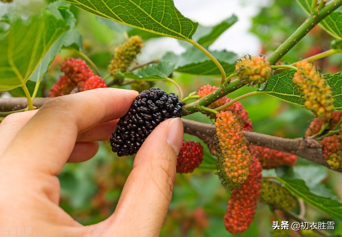 早夏桑葚古诗六首：黄栗留鸣桑葚美，桑葚垂红似荔枝