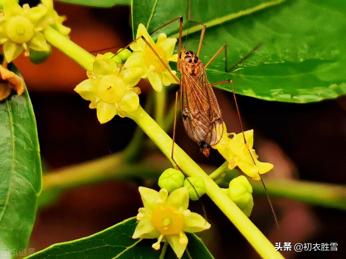 早夏枣花美诗九首：枣下何纂纂，枣花香细细