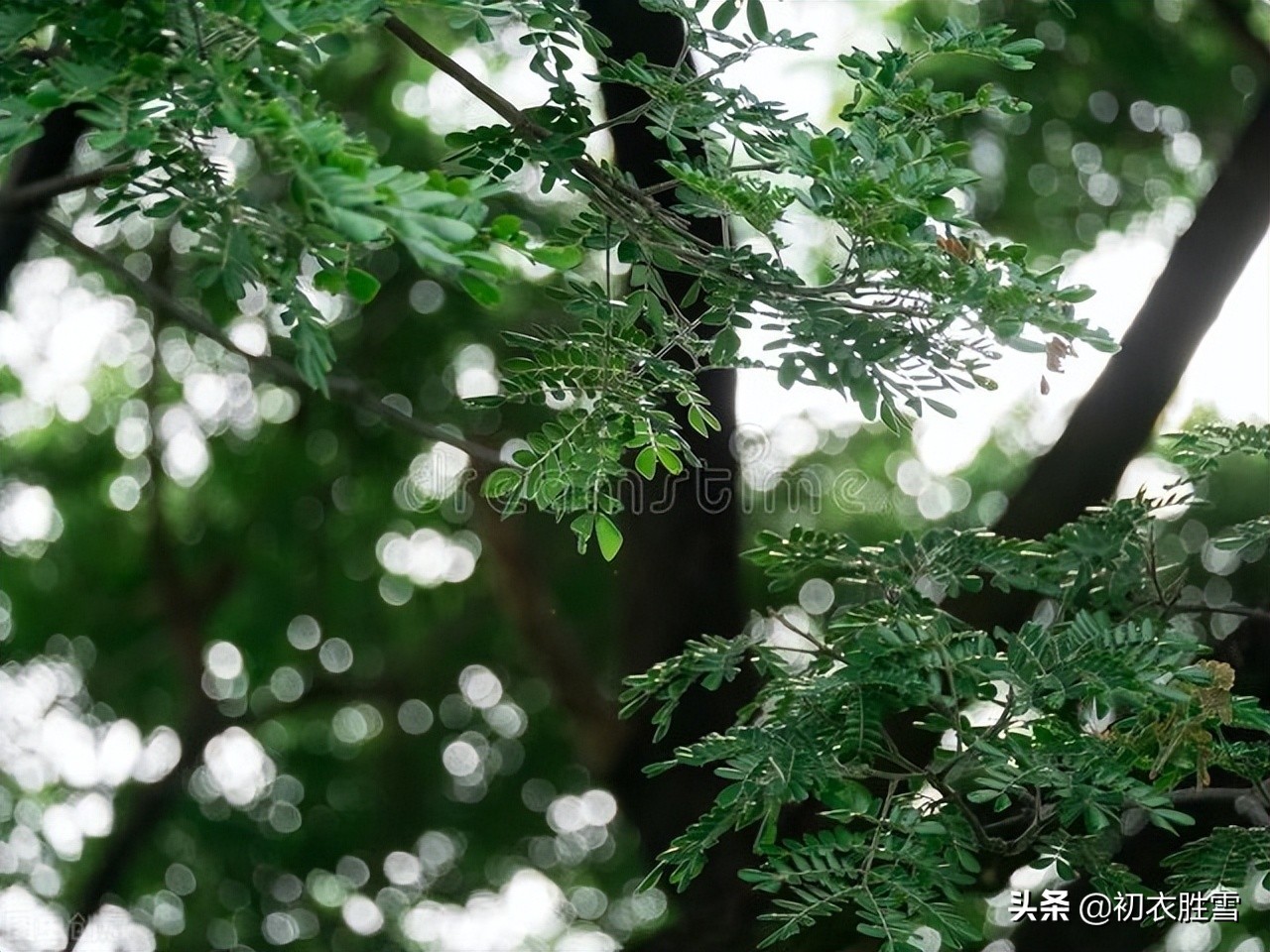 初夏雨水美诗八首：夏雨生众绿