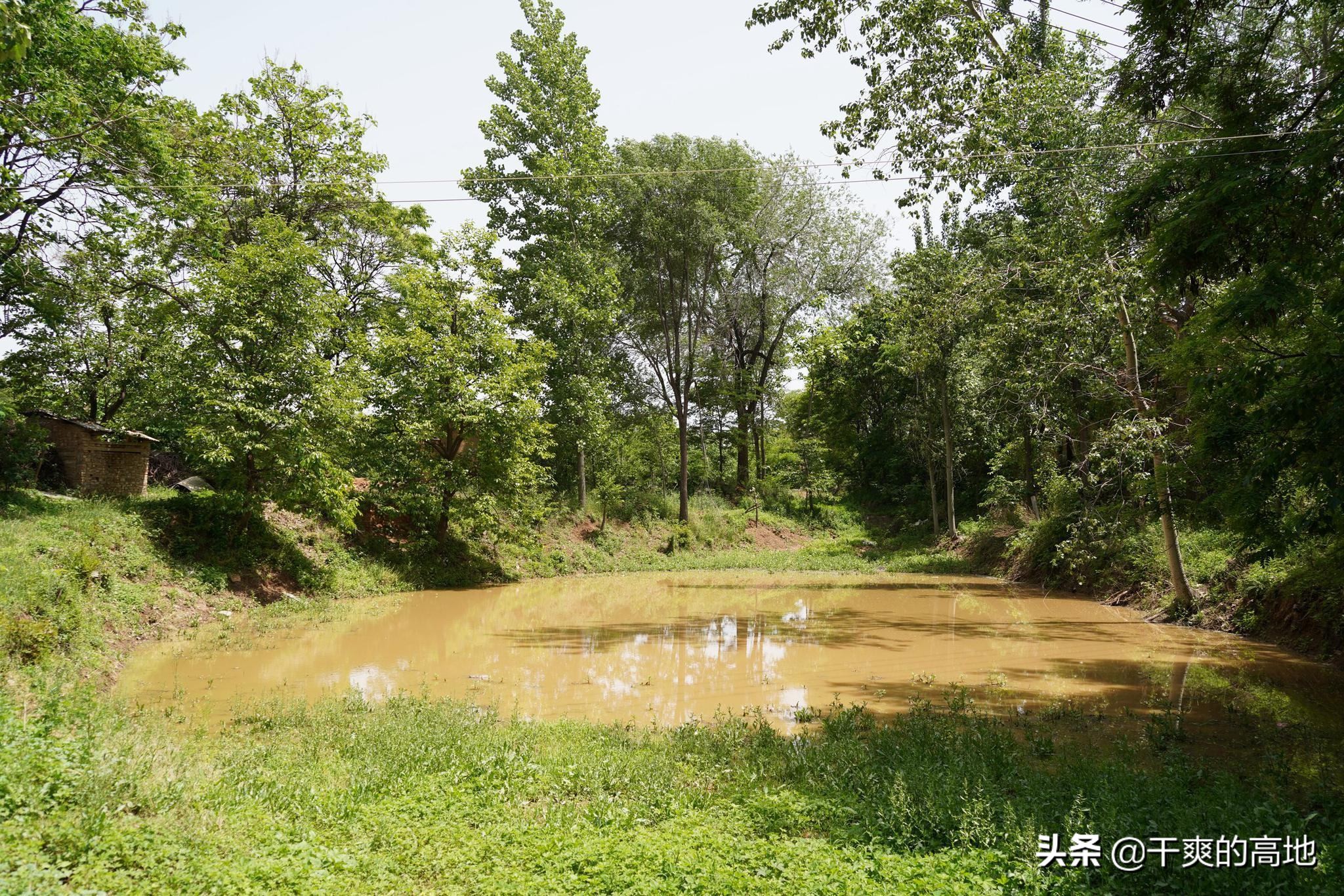 短篇小说 | 马金莲：雄性的江湖