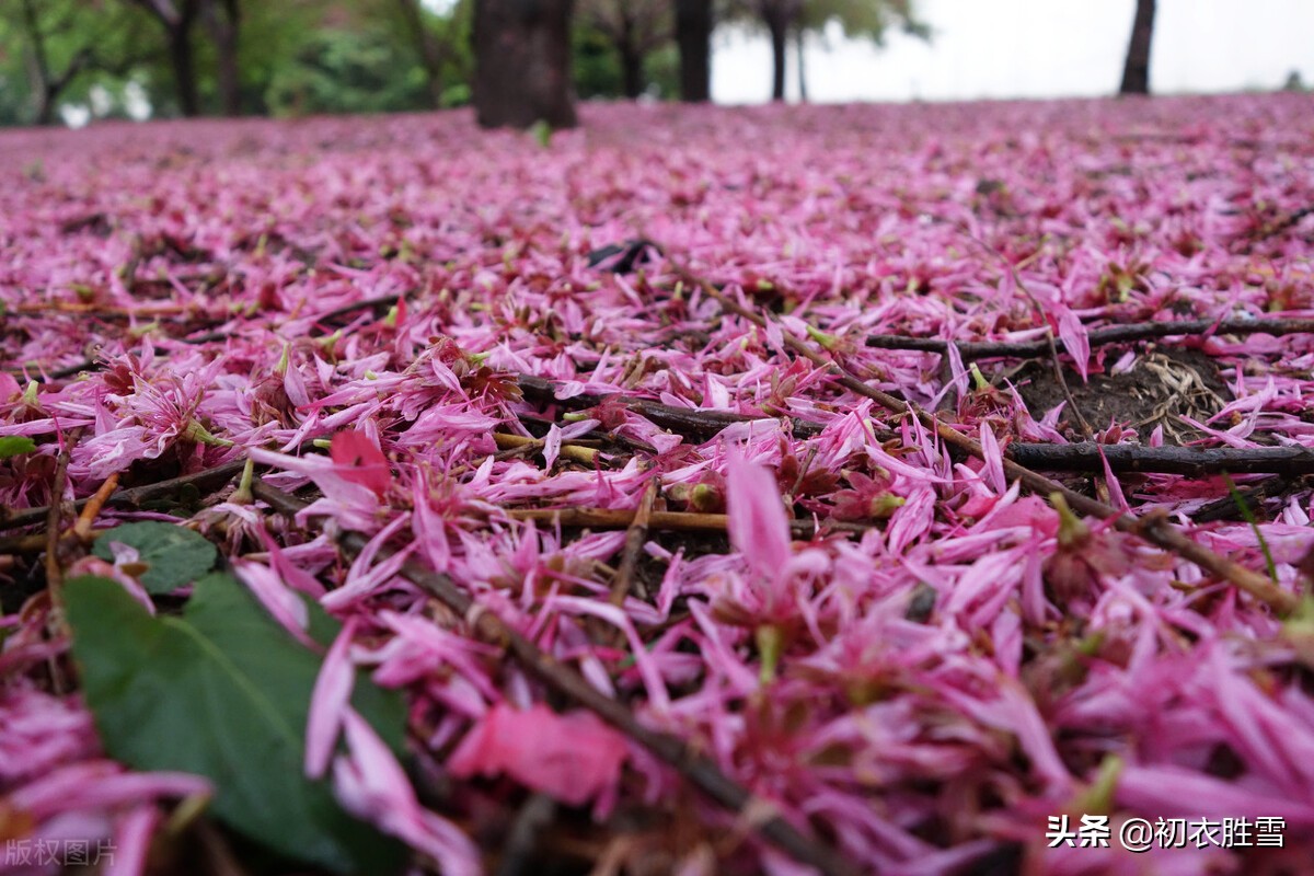 辛弃疾晚春风雨落花两首：中心怅而，似风雨，落花知