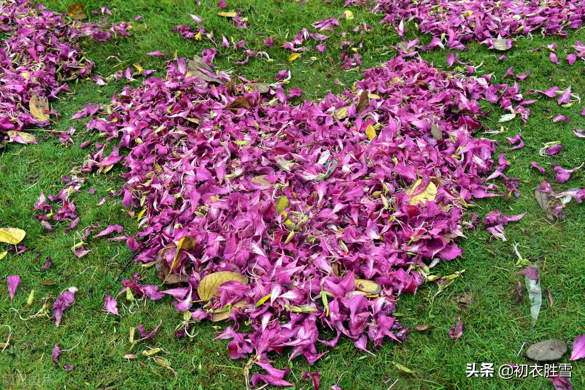 辛弃疾晚春风雨落花两首：中心怅而，似风雨，落花知