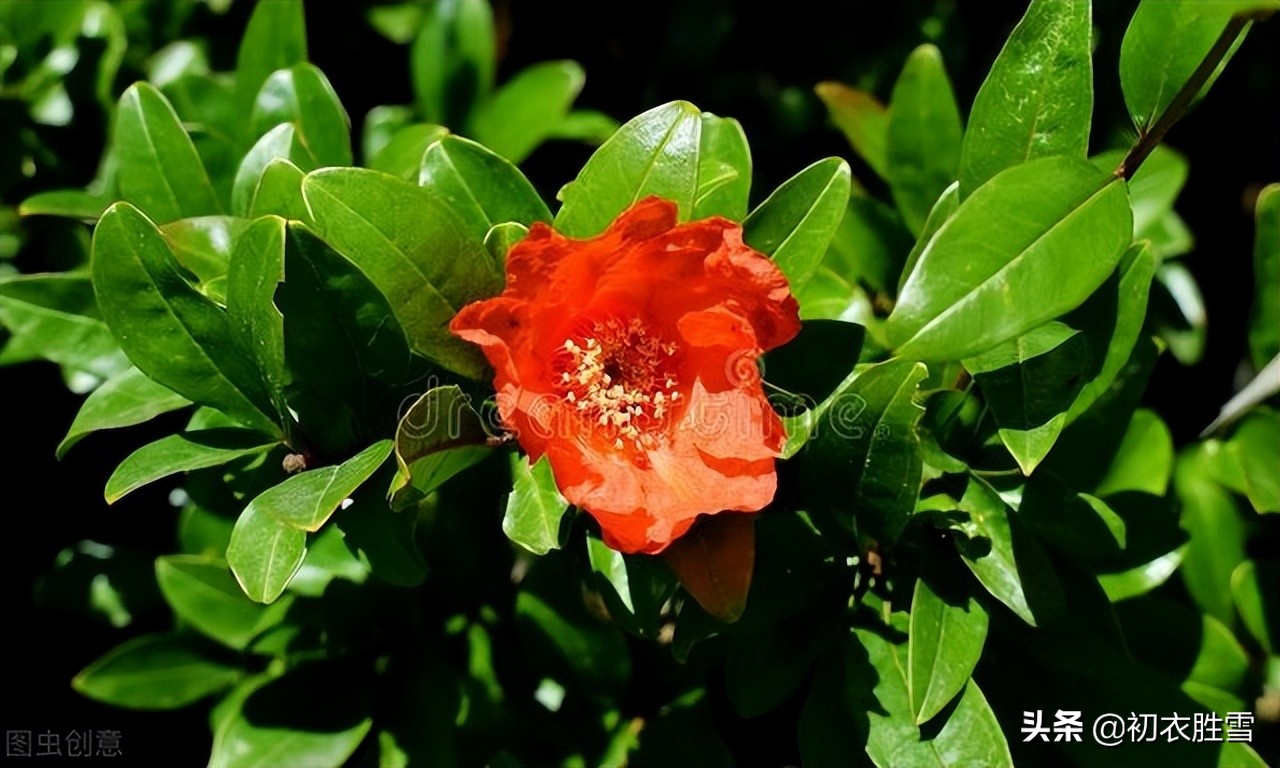 早夏石榴花明艳美诗七首：浓绿万枝红一点，正是清和首夏时