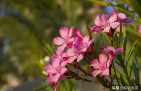 桃花有时谢，竹枝无时衰，古诗六首解读夹竹桃前生今世