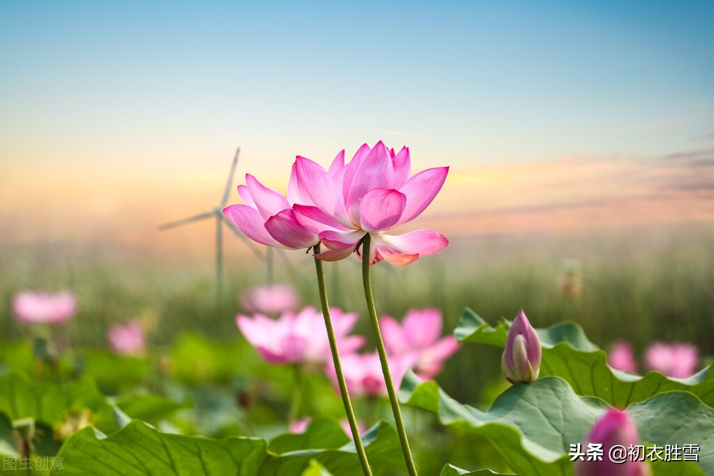 初夏薰风美诗八首欣赏：荷花莲叶薰风里，一似去年无限香