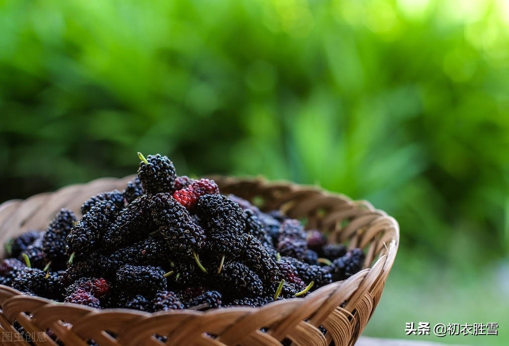 早夏桑葚古诗六首：黄栗留鸣桑葚美，桑葚垂红似荔枝