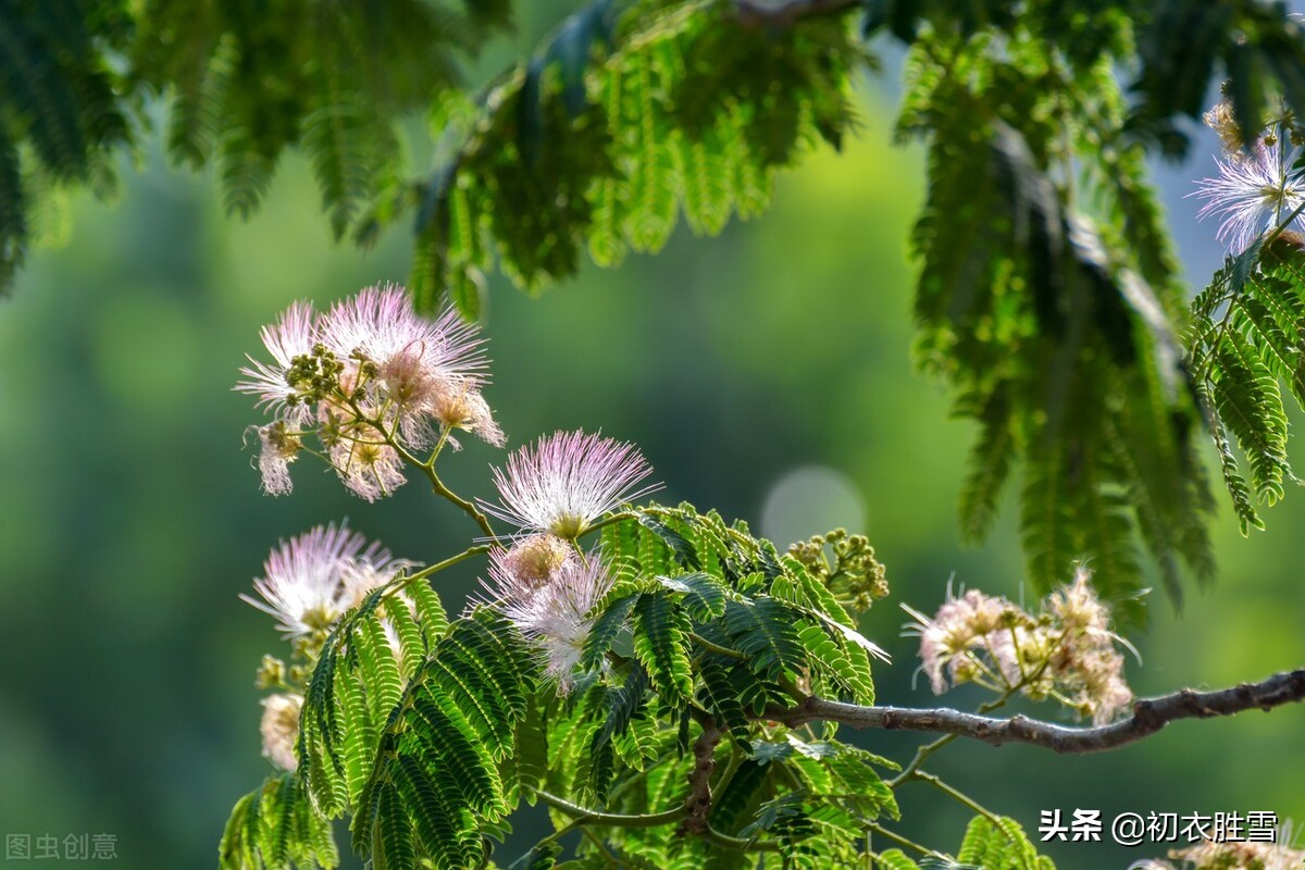 先唐时期合欢美诗六首：合欢分四照，同心影万年