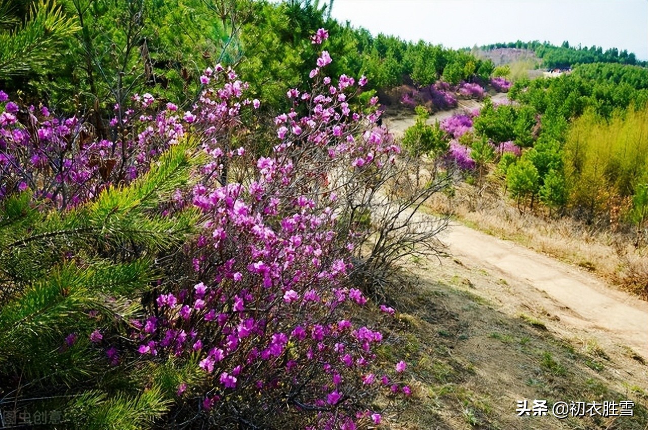 早夏相思美诗七首：石榴小萼未开时，故园千里正相思