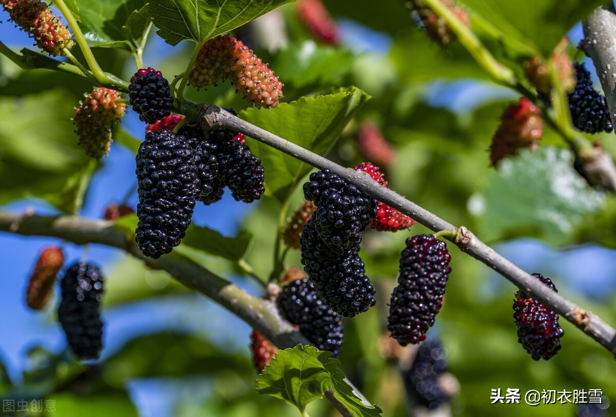 早夏桑葚古诗六首：黄栗留鸣桑葚美，桑葚垂红似荔枝