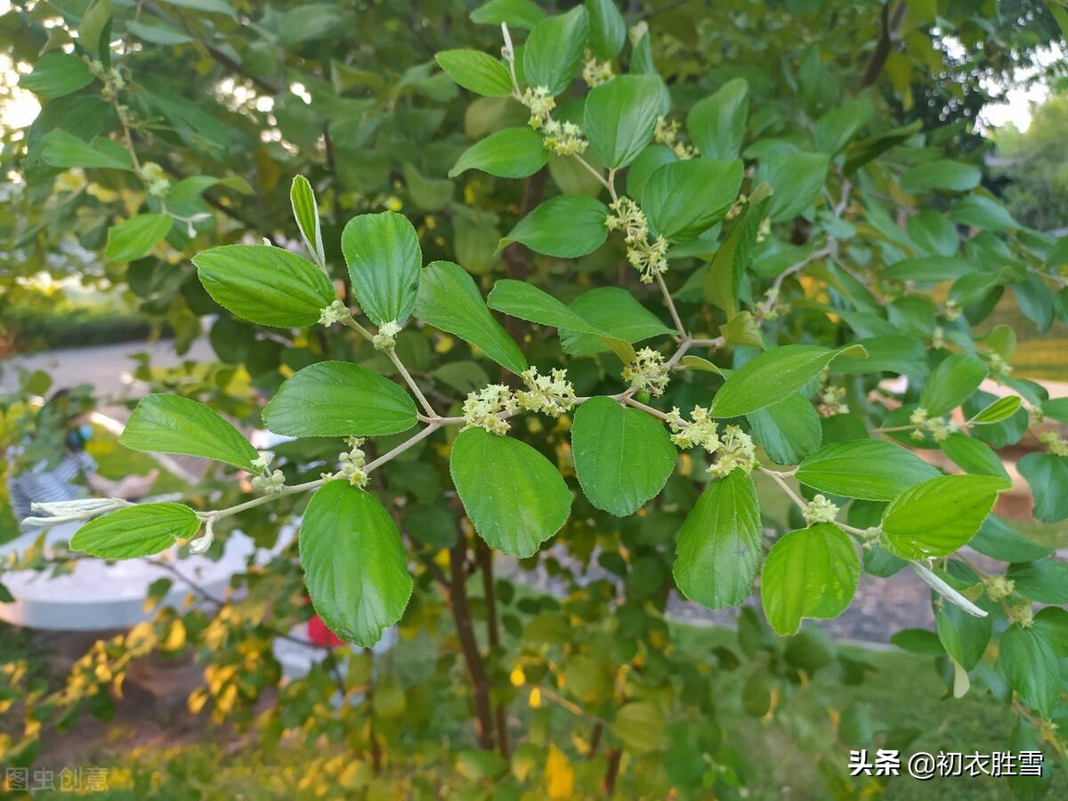 早夏枣花美诗九首：枣下何纂纂，枣花香细细