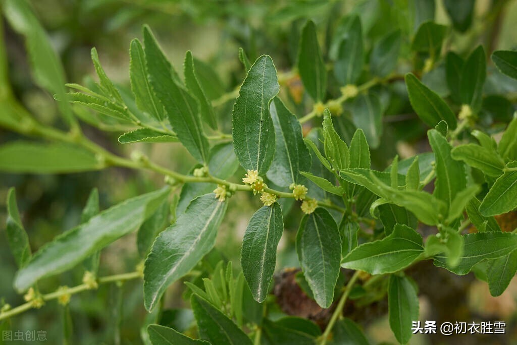 早夏枣花美诗九首：枣下何纂纂，枣花香细细