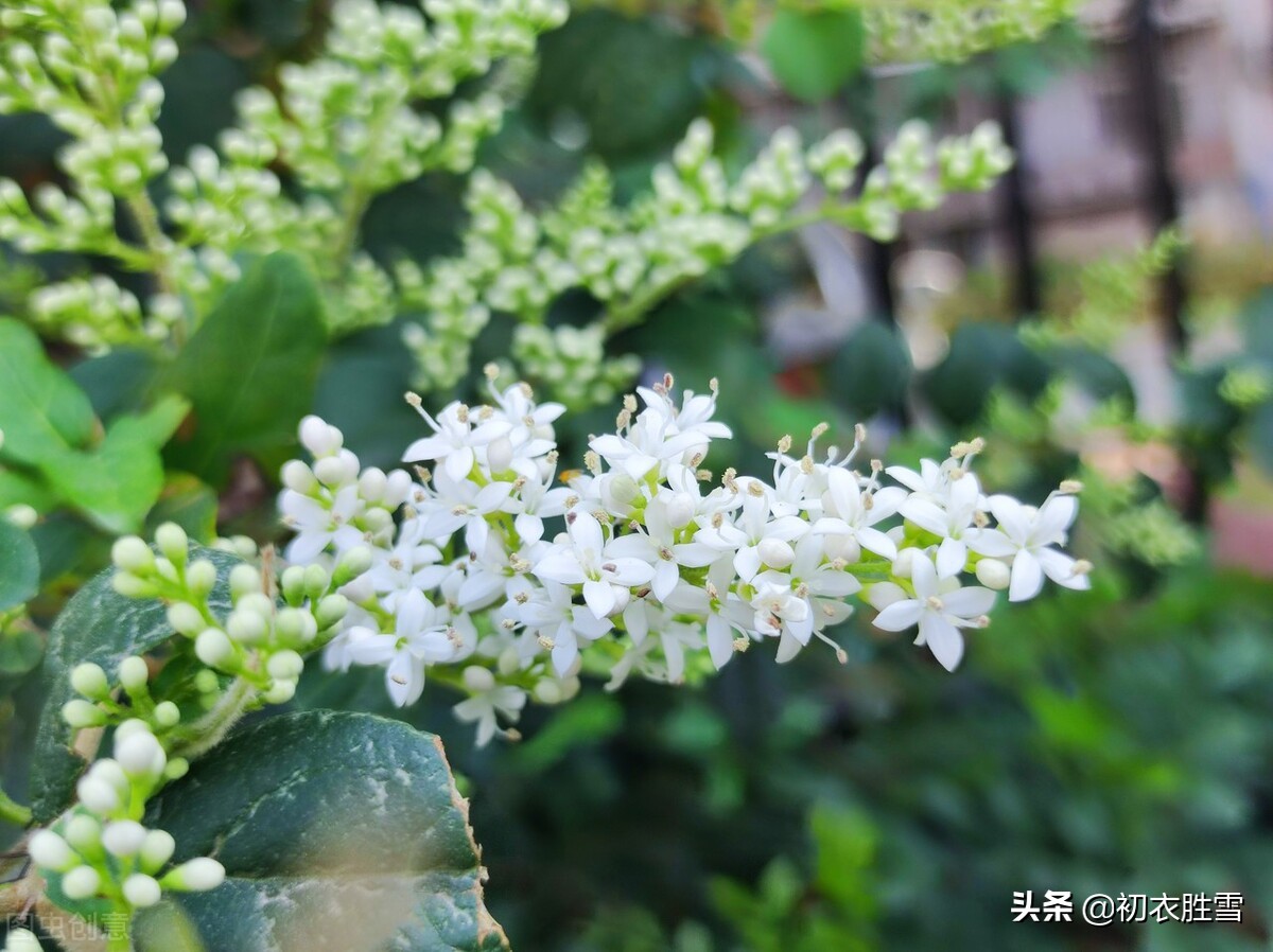 夏花女贞诗词六首清赏：女贞花白草迷离，山矾风味木犀魂