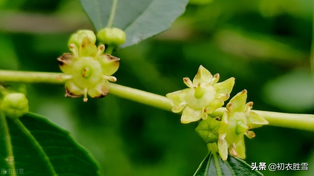 早夏枣花美诗九首：枣下何纂纂，枣花香细细