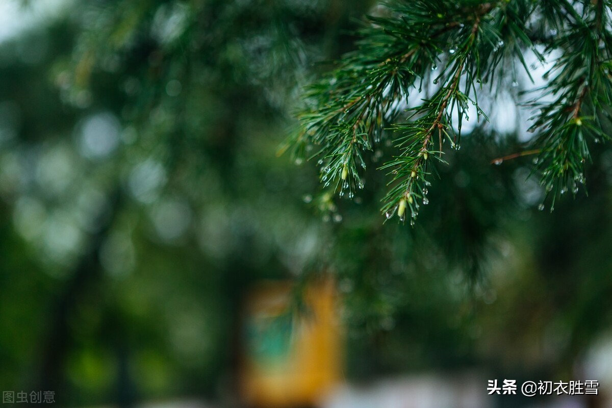 初夏雨水美诗八首：夏雨生众绿