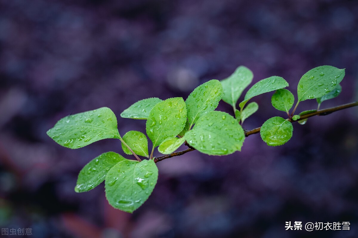 初夏雨水美诗八首：夏雨生众绿