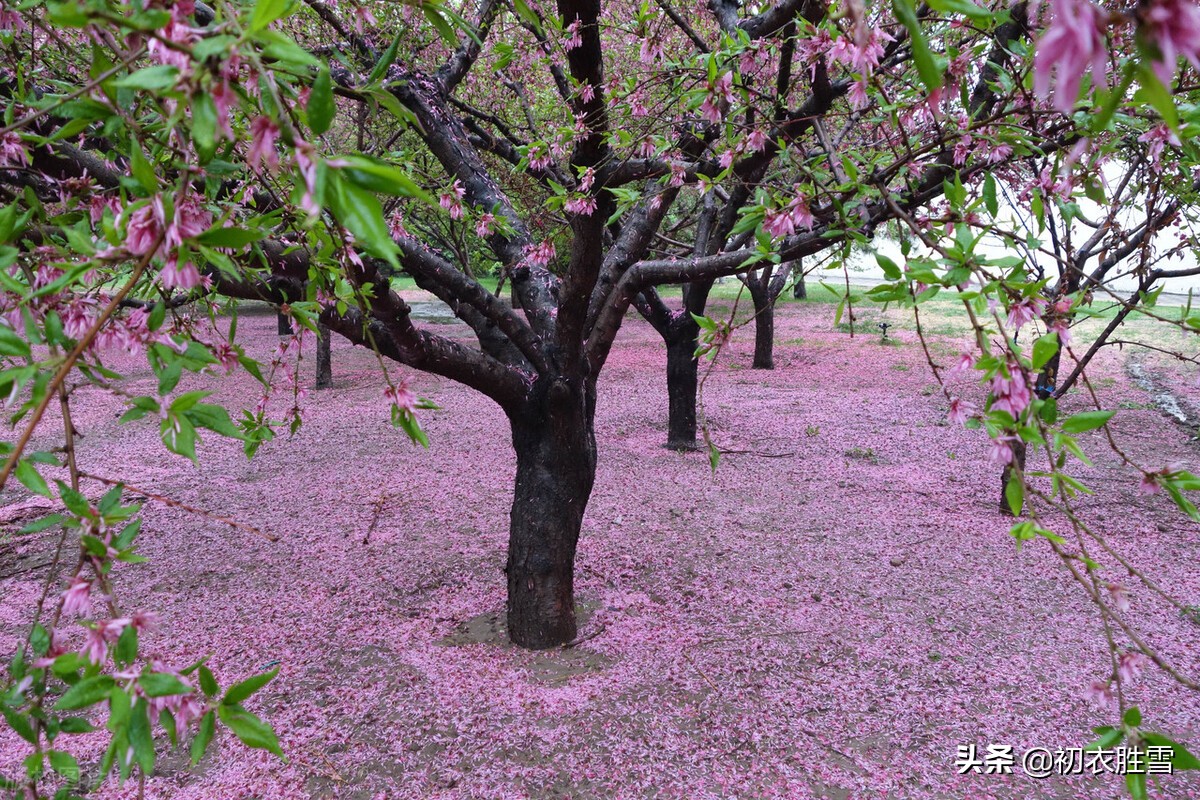 辛弃疾晚春风雨落花两首：中心怅而，似风雨，落花知