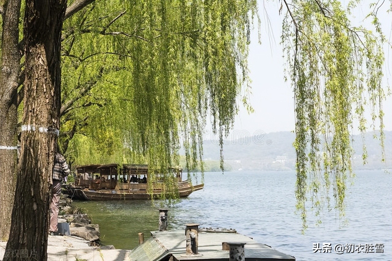 西湖夏柳诗词七首赏读：夏景已多趣，岸柳自攲斜